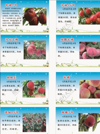 桃树品种介绍