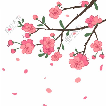 粉色的桃花装饰插画