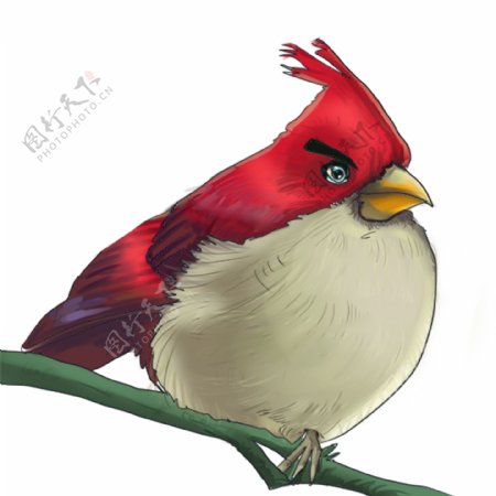 卡通动物漫画红色鹦鹉动物插画