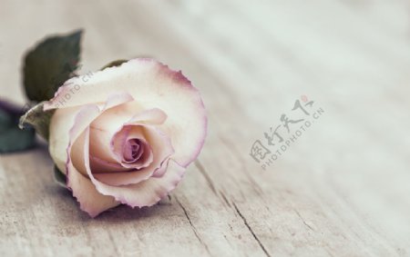 淡紫色的玫瑰花