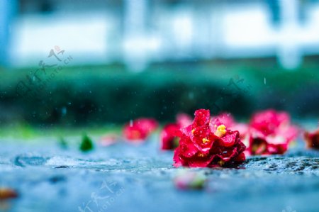 雨滴溅落地面残花