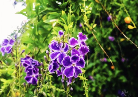 盛开的蓝紫色小花