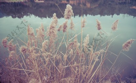 湖边芦苇摄影图片