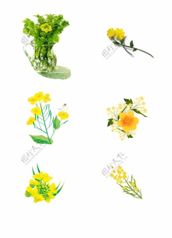 一组手绘油菜花朵
