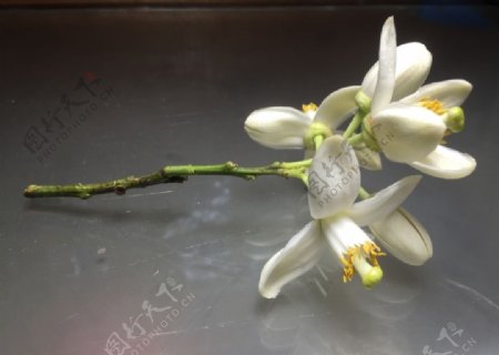 柚子花19040212