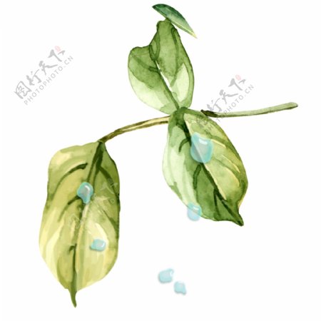 大气植物手绘清新叶子小水滴元素