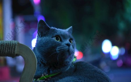 大胖猫烟头蓝猫