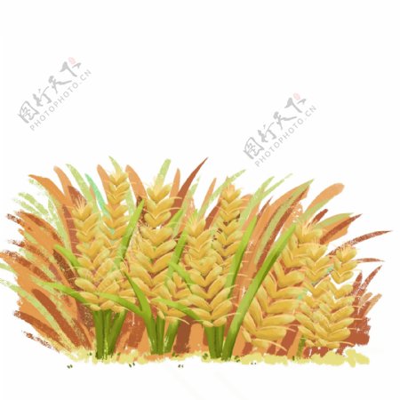 小满麦穗稻谷原创元素