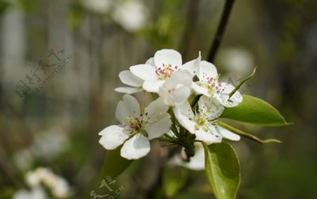 春天盛开的梨花