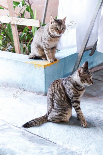 可爱黑白纹两只小猫蹲着摄影图