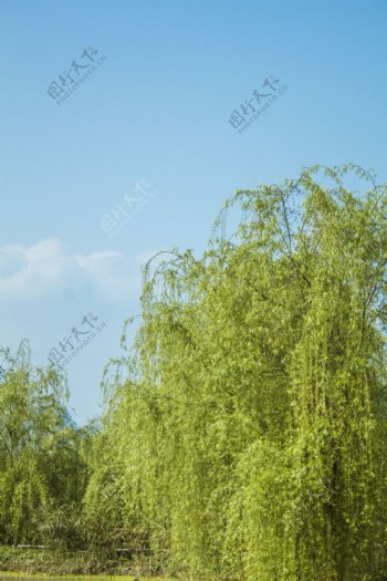柳树垂柳风景风光