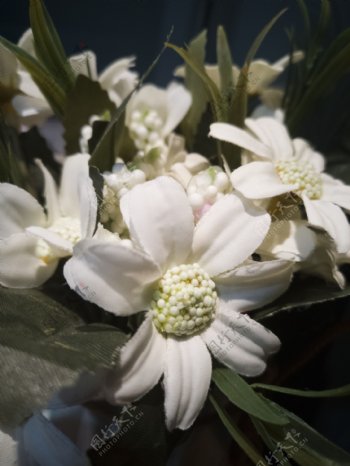 盛开的白色小花花蕊细节图