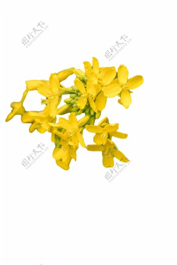 一朵朵黄色绚丽的小花