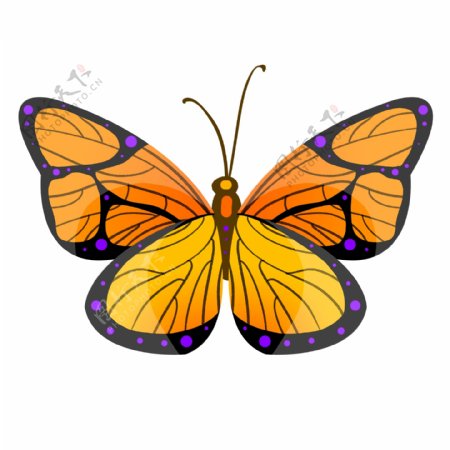 橙黄色的昆虫蝴蝶插画