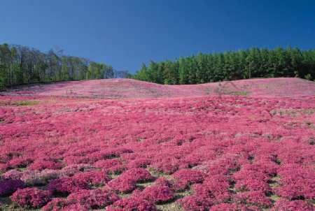 原野