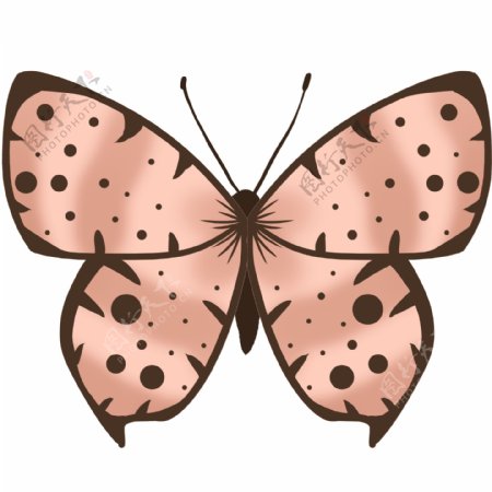 动物昆虫蝴蝶粉色