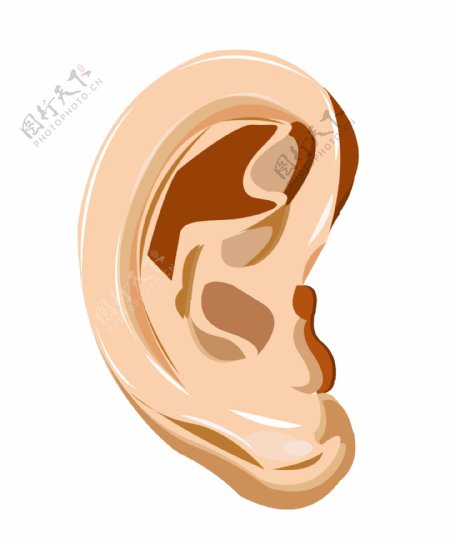 五官器官耳朵
