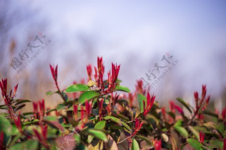 春日之野外商用摄影