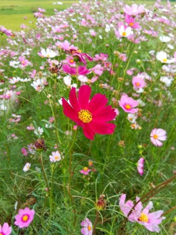 花开原野秋英花