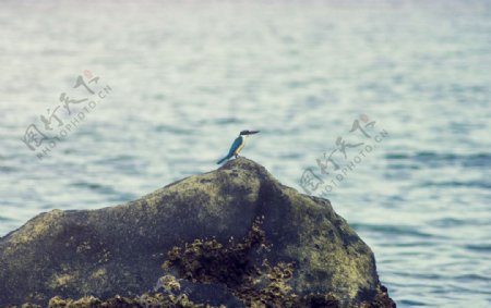 海岛海鸟