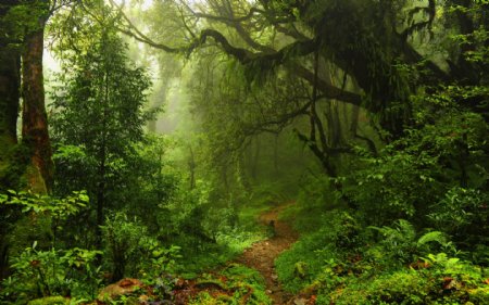 热带雨林绿色植物风景