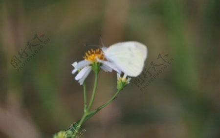 中山市横栏镇郊外拍摄的白蝴蝶
