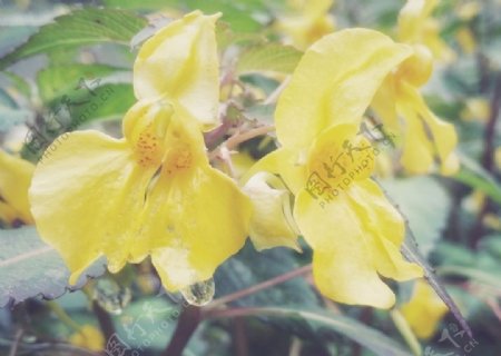 黄色凤仙花水金凤植物