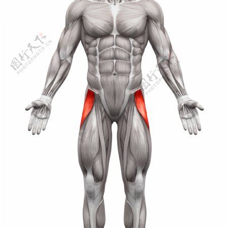 人体肌肉