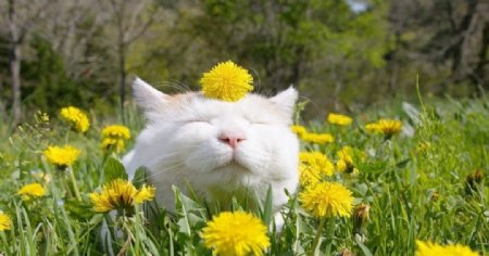 猫咪与花花