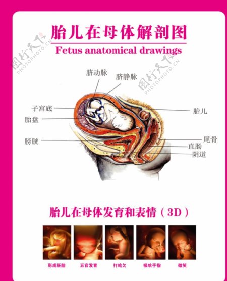 胎儿在母体解剖图