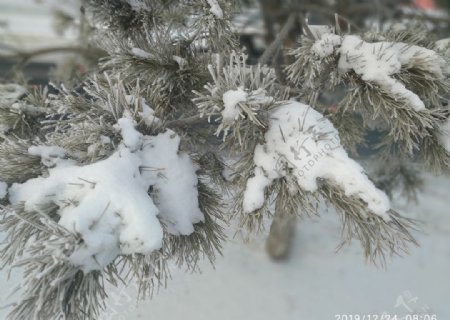树挂雪地东北冬天