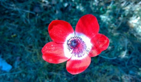 红色银莲花