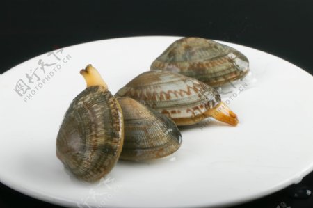 新鲜蛤蜊花甲花蛤蚬子