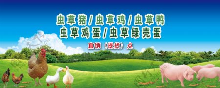 生态环保虫草鸡海报画面