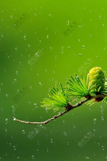 雨水节气背景