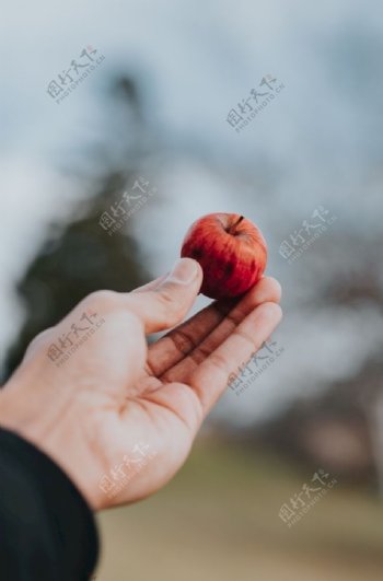 微小的苹果