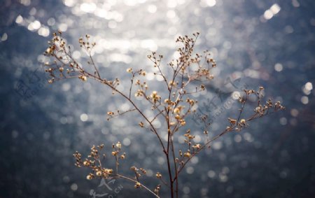 冬季湖边的野花枯枝
