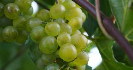 青涩未成熟的葡萄