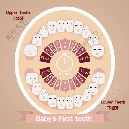 儿童乳牙退换周期表