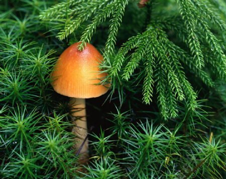蘑菇植物景色