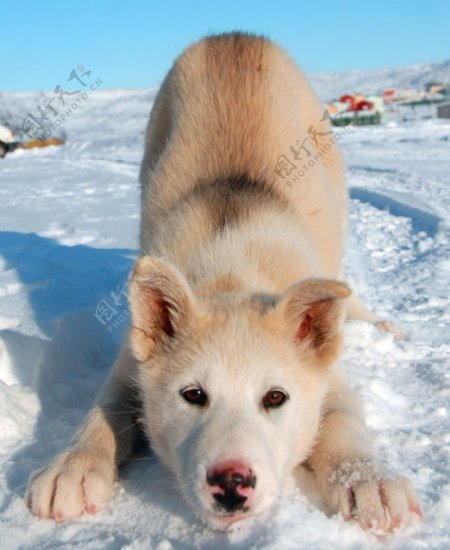 可爱的雪橇犬