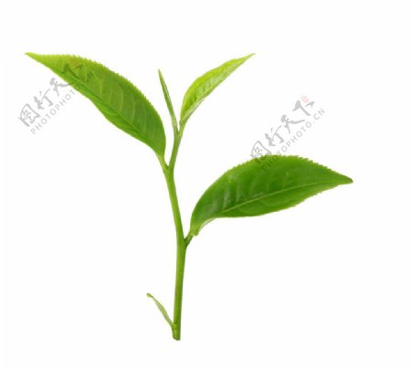 绿芽绿茶