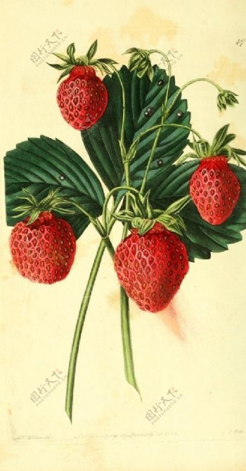 草莓果实插画
