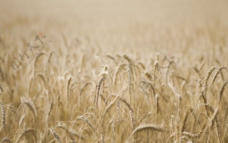 小麦麦子丰收
