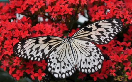 红色花丛中的黑白翅膀蝴蝶