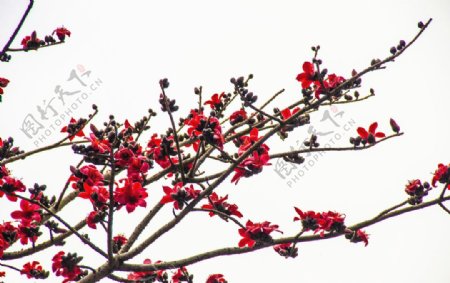 木棉花