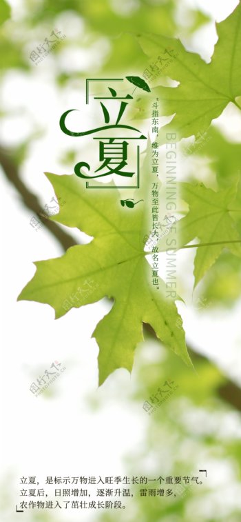 立夏绿色树叶手机新媒体海报
