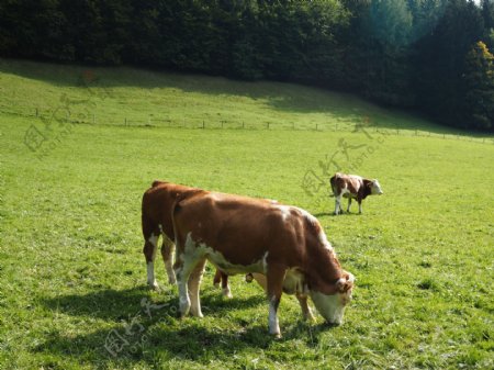 奶牛肉牛牲畜养殖