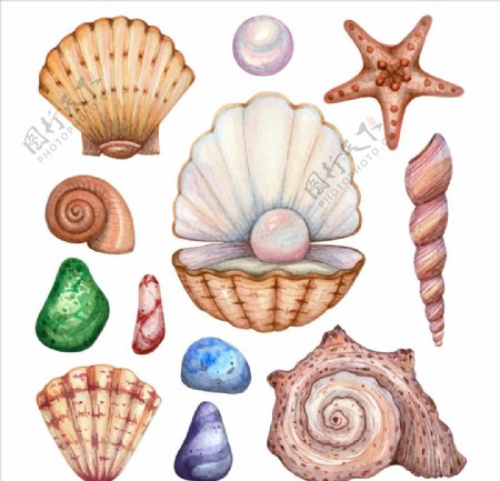 壳类生物