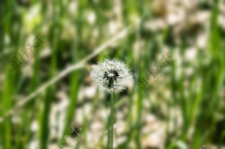 春天绿色植物草地蒲公英高清摄影